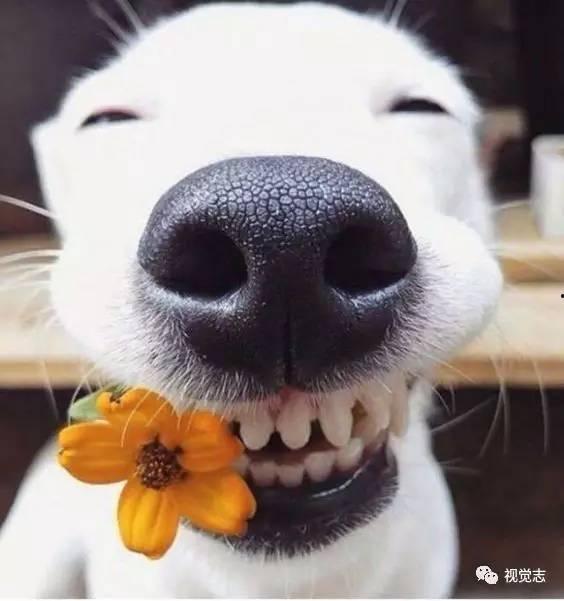 娱乐吃瓜君狗狗