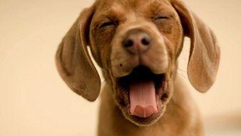 娱乐吃瓜君狗狗