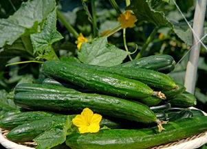 吃瓜网每日大赛主题大赛,揭秘吃瓜网每日大赛主题大赛精彩瞬间